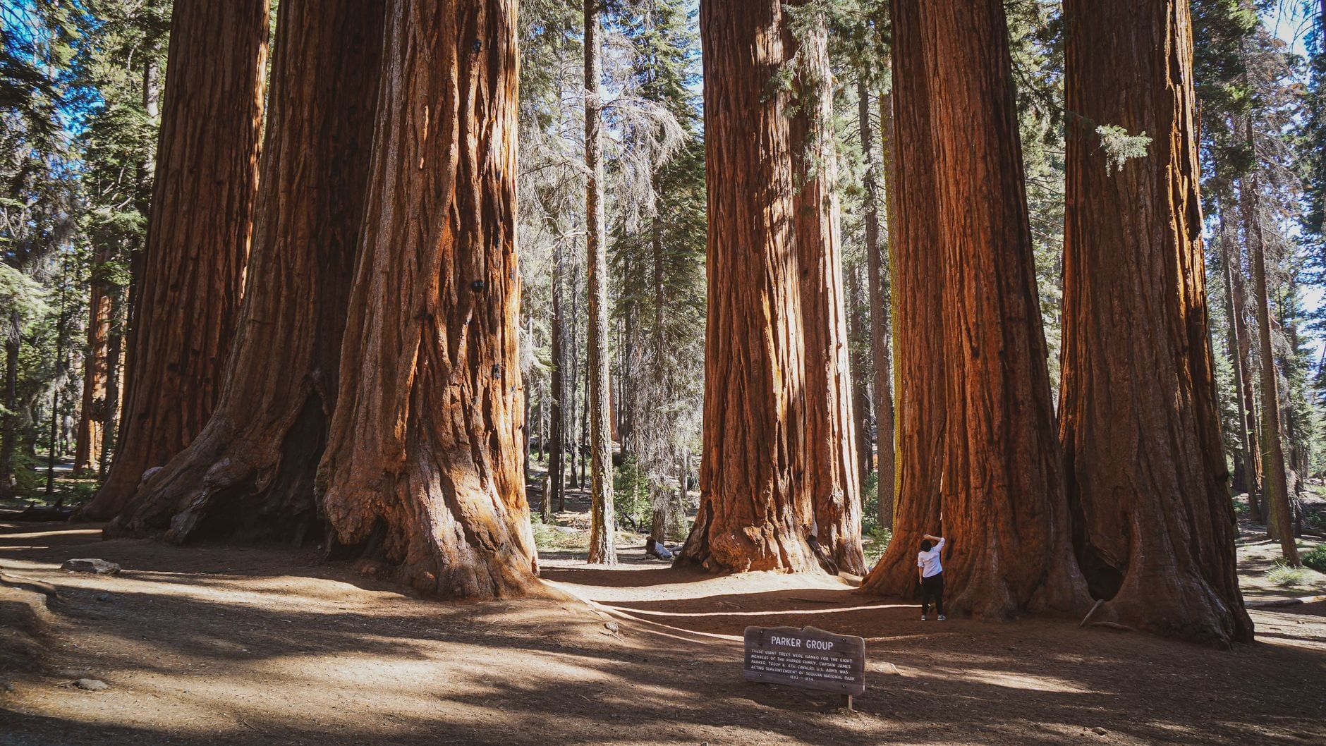 A visitor stands dwarfed at the base of towering giant sequoias at the Parker Group in Sequoia National Park.
