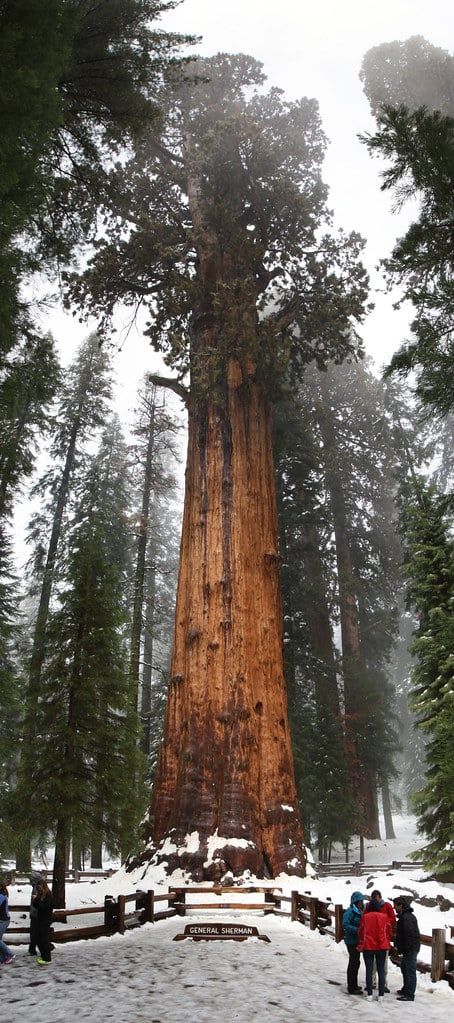 Visitantes abrigados con abrigos de invierno caminan por un sendero nevado bajo el imponente tronco del General Sherman Tree en el Parque Nacional Sequoia.