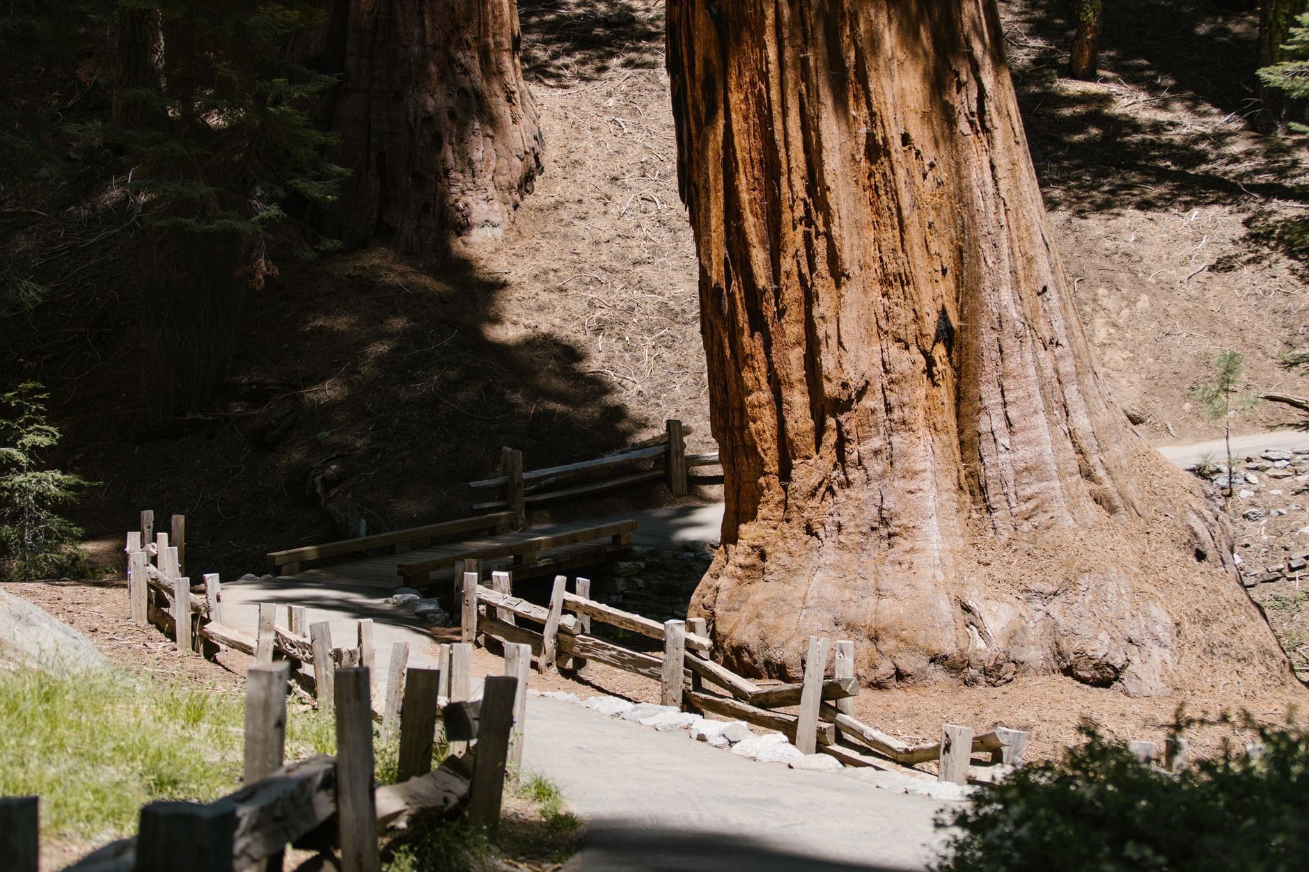 A massive giant sequoia trunk towers over a paved pathway lined with wooden fencing in Sequoia National Park.