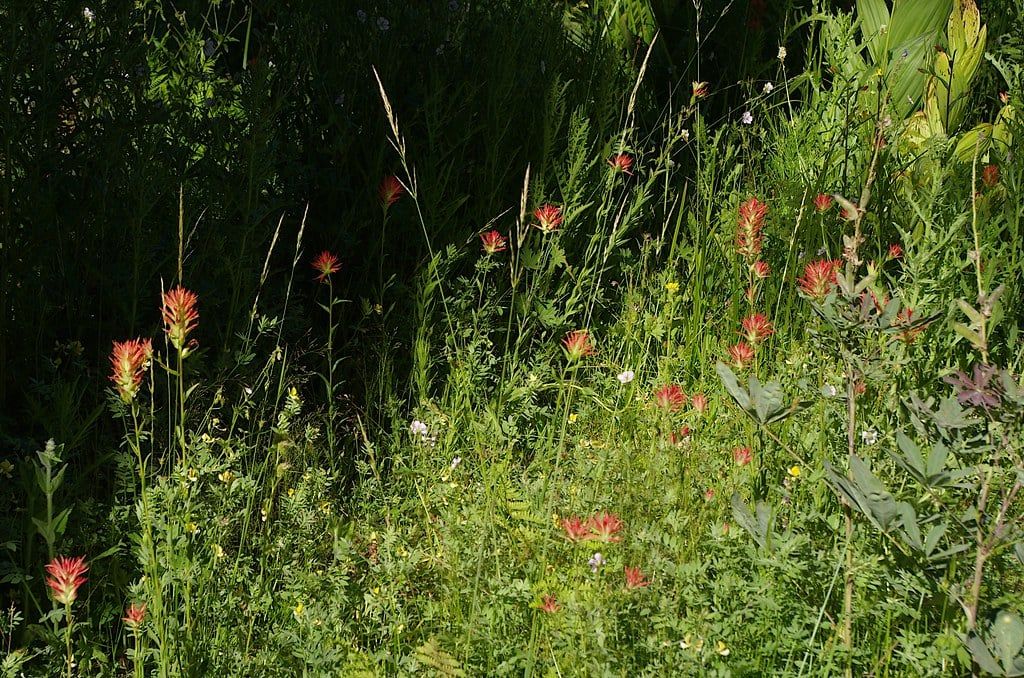 Leuchtend rote Wildblumen des Pinselstrauchs blühen üppigem grünen Blattwerk entlang der Crescent Meadow im Sequoia-Nationalpark.