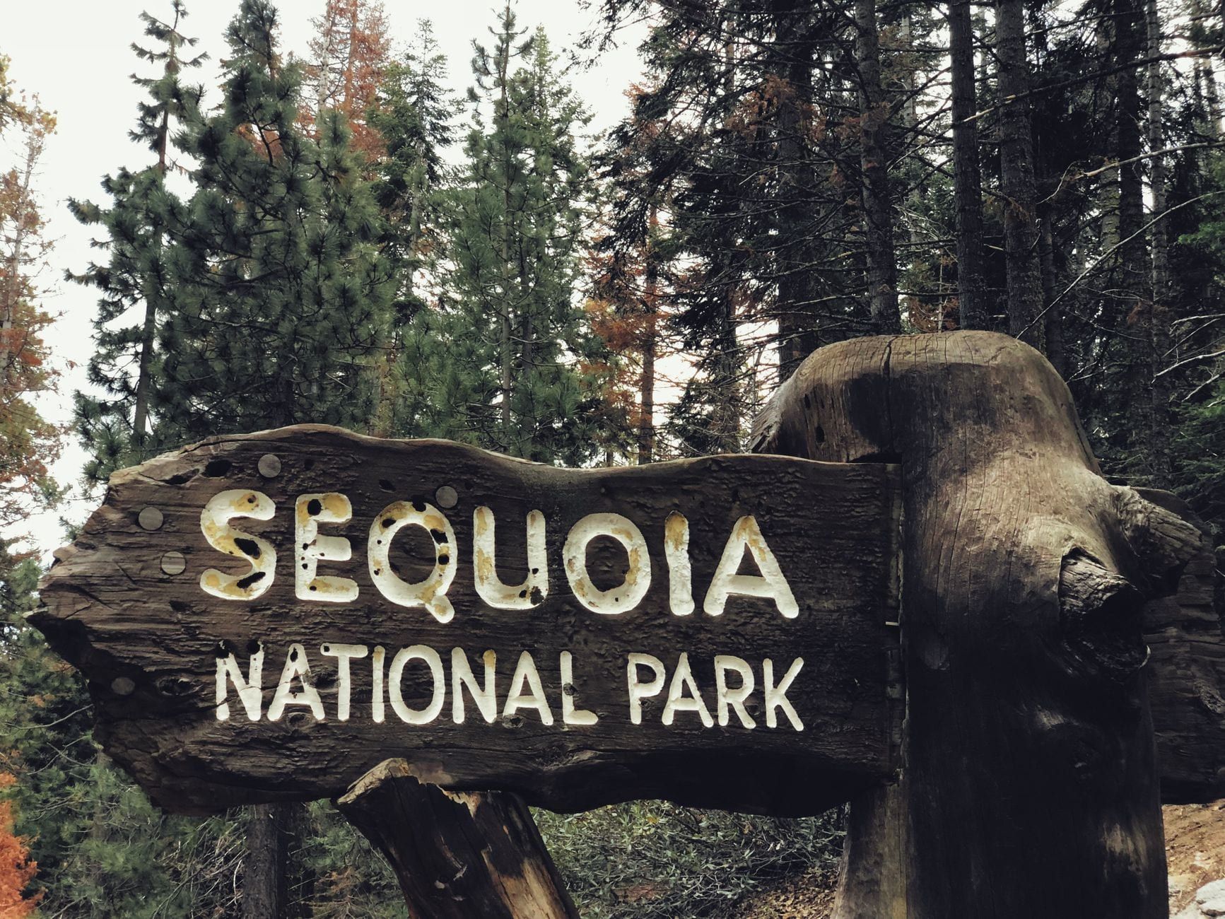 A rustic wooden sign carved with the words Sequoia National Park stands amid evergreen forest trees.