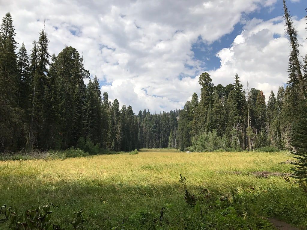 Una vista amplia de Crescent Meadow rodeado de un alto bosque de coníferas bajo cielos parcialmente nublados en el Parque Nacional Sequoia.