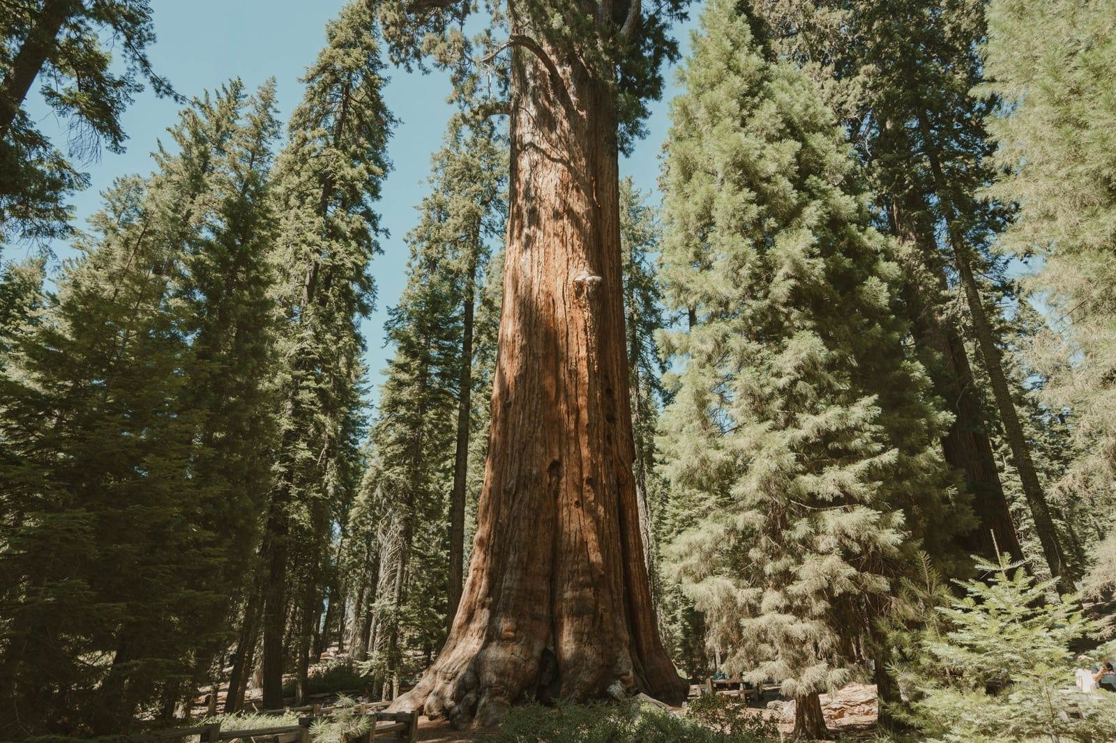 El enorme tronco del Árbol General Sherman se alza en medio del bosque de coníferas del Parque Nacional Sequoia.