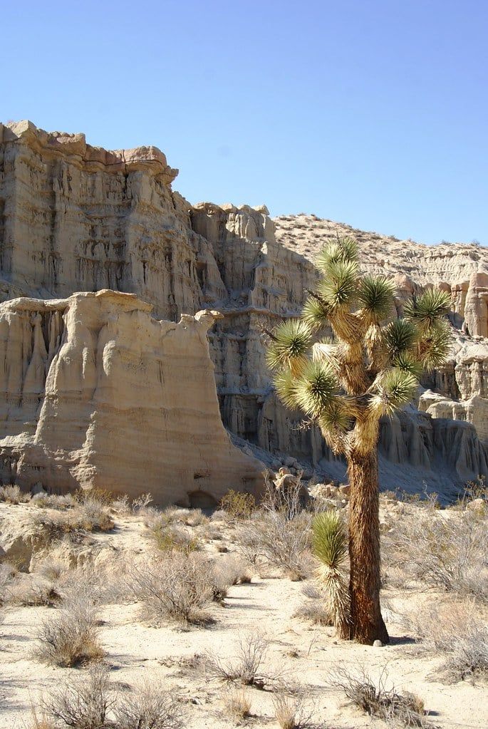 Un árbol de Josué se yergue frente a imponentes acantilados de arenisca acanalados en el Red Rock Canyon State Park, California, una parada panorámica en ruta hacia el Parque Nacional Sequoia.