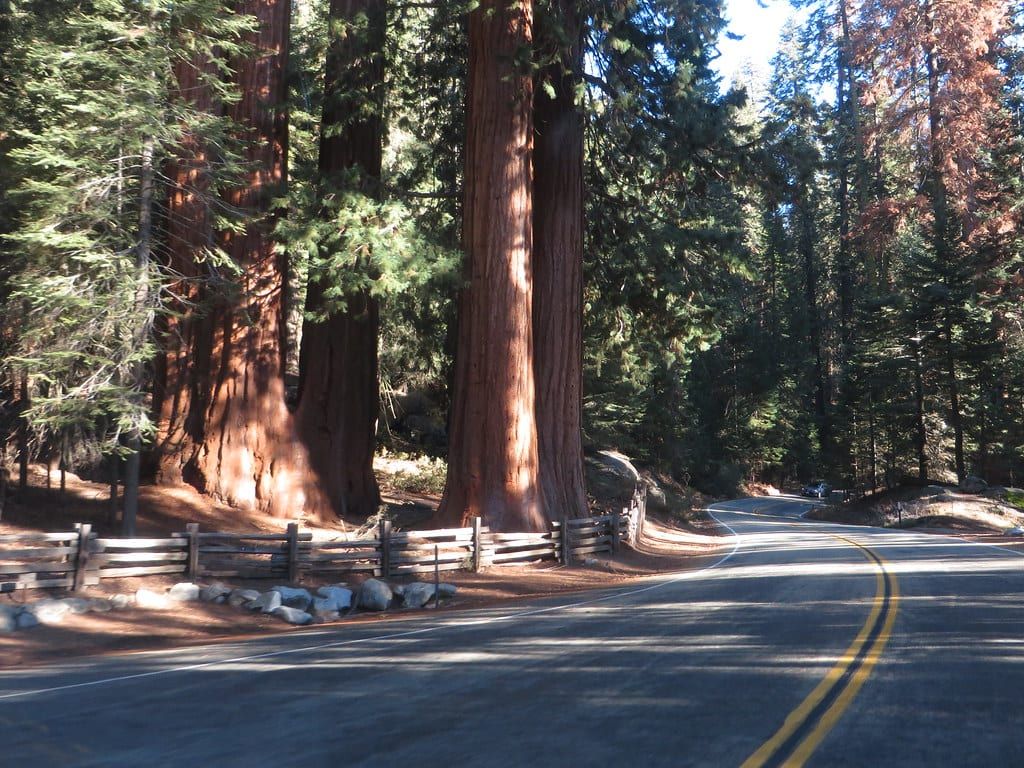 A paved two-lane road curves past towering giant sequoia trees in Sequoia National Park.