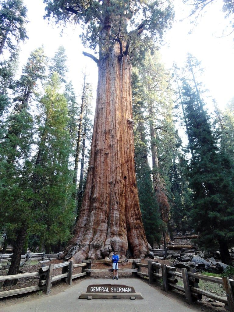 A visitor stands at the wooden viewing barrier before the colossal trunk and canopy of the General Sherman Tree in Sequoia National Park.