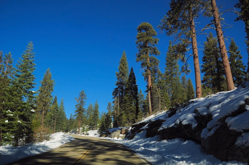 A winding paved road bordered by snow-covered banks and pine trees in Sequoia National Park under a clear blue sky.
