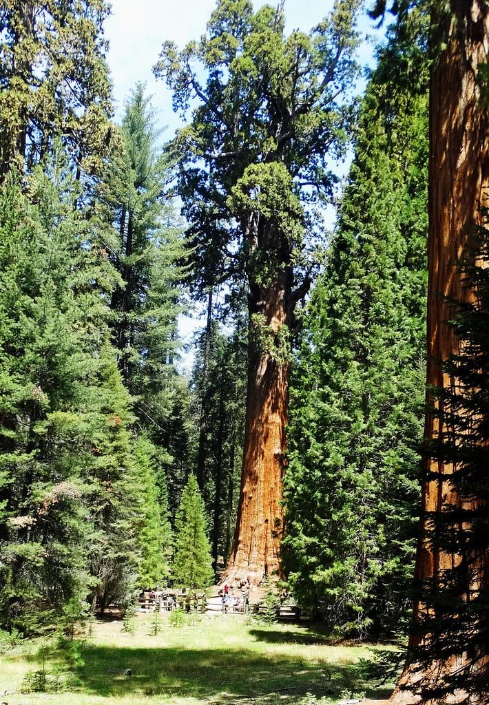 The towering General Sherman Tree rises high above the surrounding evergreen forest and visitors in Sequoia National Park.
