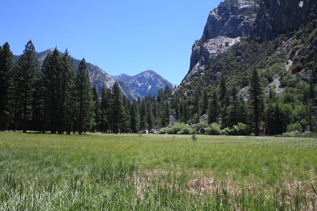 Üppiges grünes Gras erstreckt sich über die Zumwalt Meadow, umgeben von Pinien und Granitklippen im Kings-Canyon-Nationalpark.