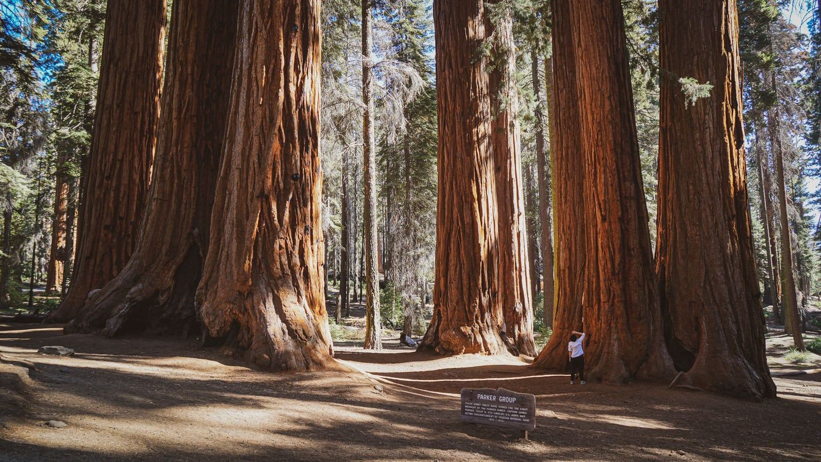 Ein Besucher steht unter den massiven, zimtfarbenen Stämmen der Parker-Group-Mammutbäume im Sequoia National Park.