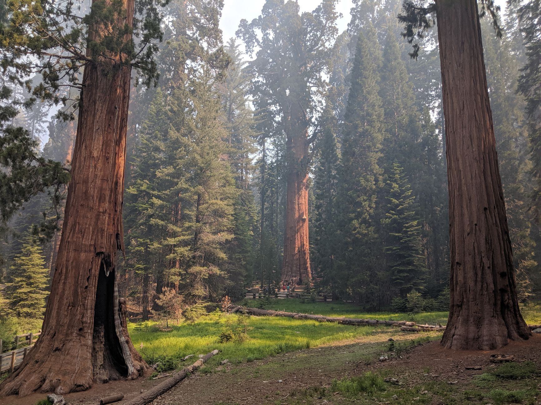 Towering giant sequoia trees stand across a sunlit forest clearing in Sequoia National Park.