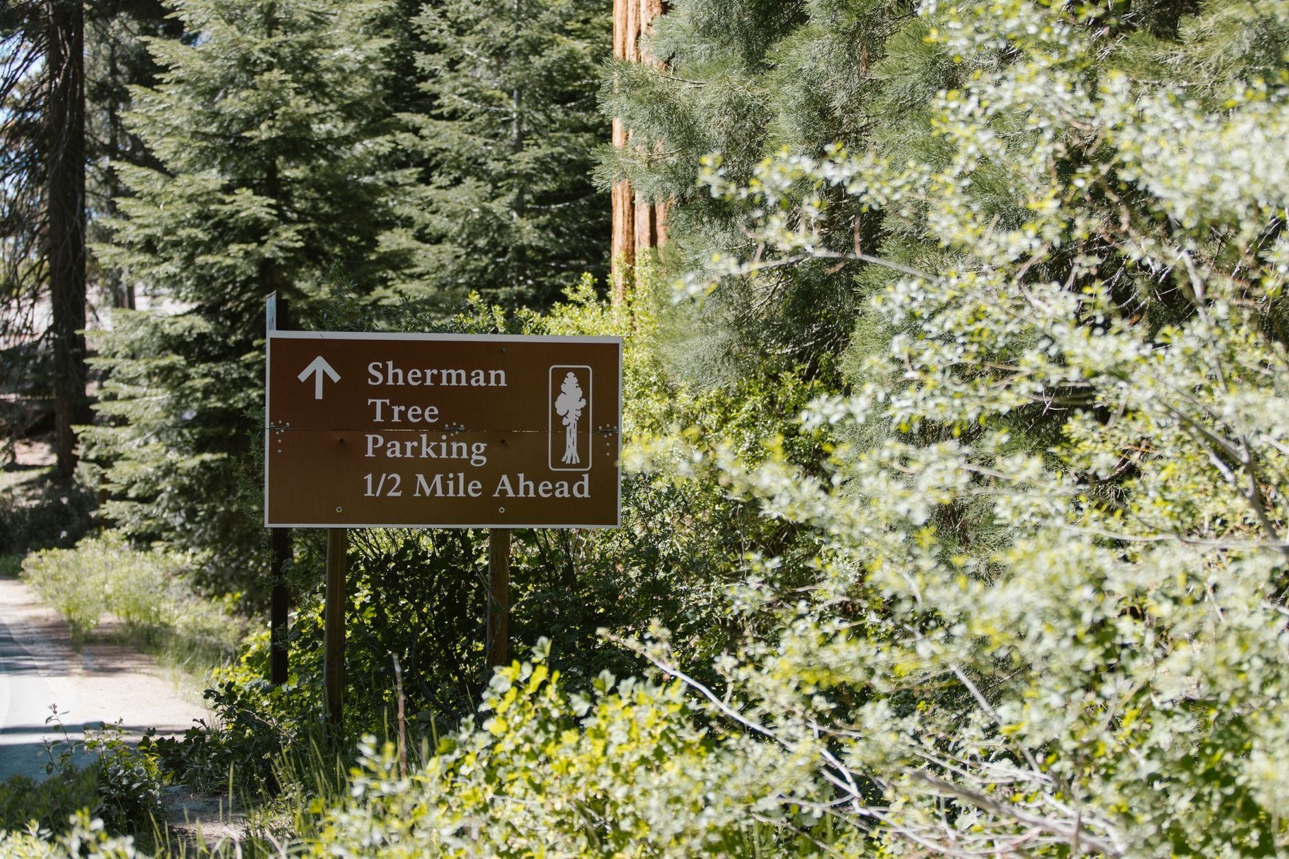 A brown roadside sign indicates Sherman Tree parking ahead along a wooded road in Sequoia National Park.
