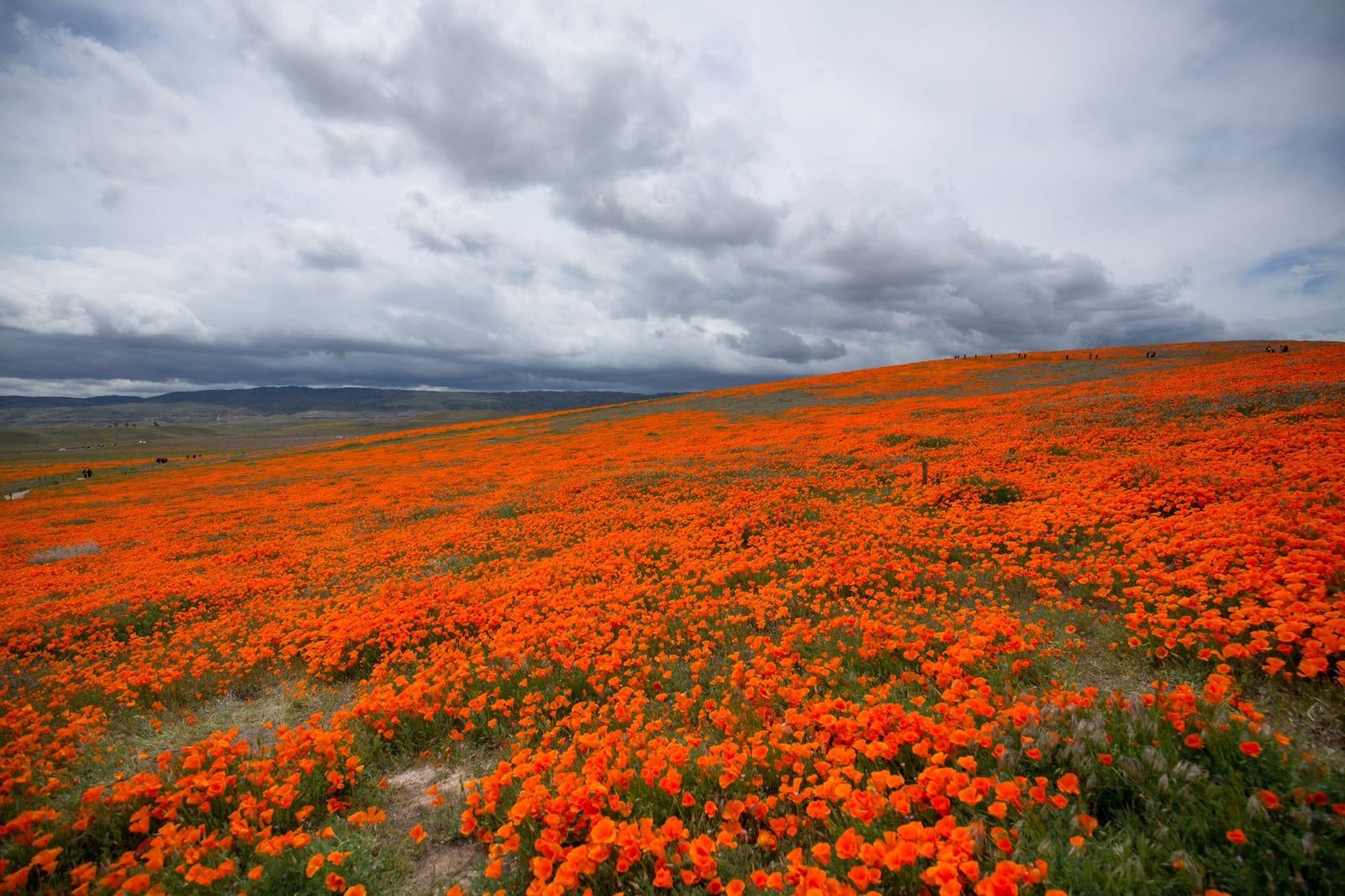 Un denso manto di papaveri californiani arancioni copre le colline ondulate sotto un cielo drammatico nuvoloso nell'Antelope Valley.