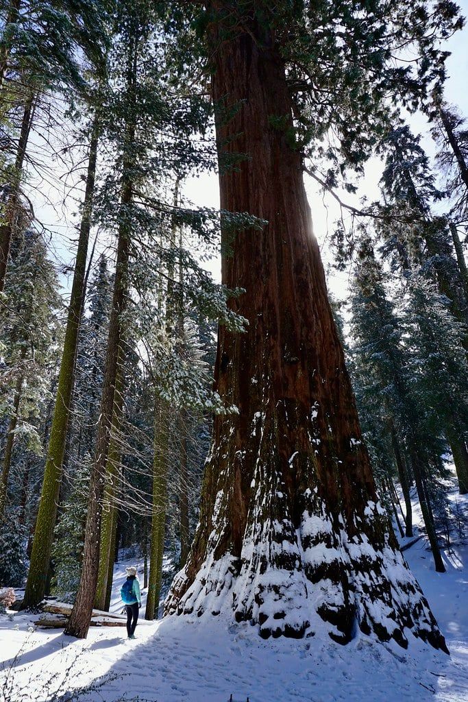 Una excursionista se para junto al enorme tronco cubierto de nieve de una secuoya gigante en el Parque Nacional Sequoia durante el invierno.