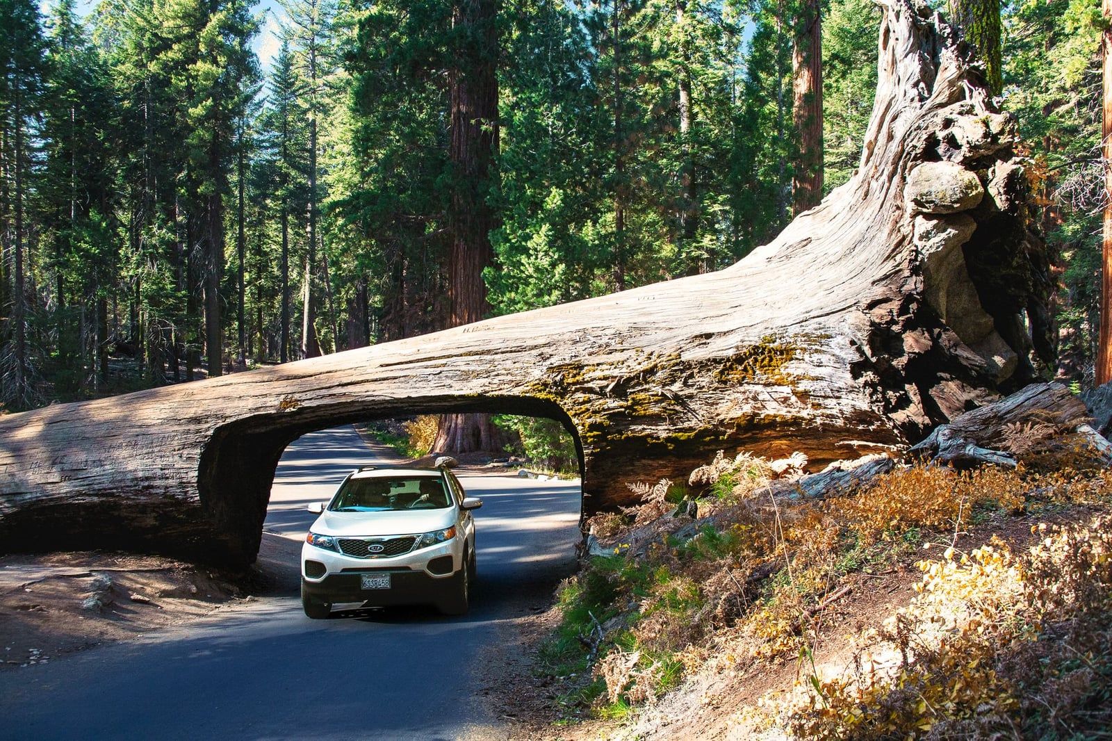 Un auto blanco atraviesa el pasaje tallado del Tunnel Log, una secuoya caída, en el Parque Nacional Sequoia.