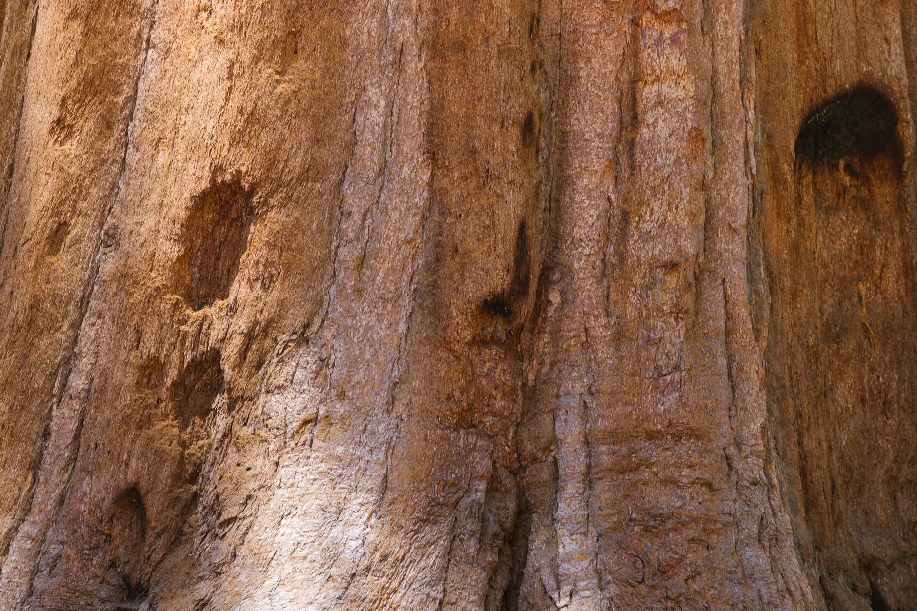 A close-up view of the thick, fibrous reddish-brown bark of a giant sequoia tree in Sequoia National Park.