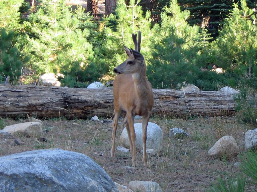 Un venado bura macho con astas de terciopelo de pie junto a un tronco caído en un claro del bosque en el Parque Nacional Sequoia.