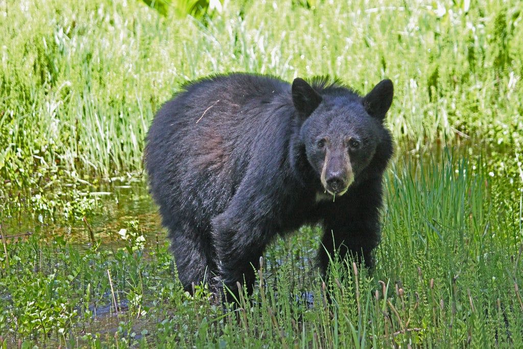 Un oso negro americano de pie en una exuberante pradera verde en el Parque Nacional Sequoia.