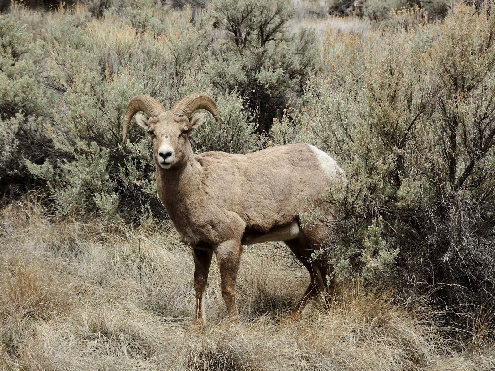 Un borrego cimarrón de Sierra Nevada se mantiene alerta entre arbustos de artemisa y pasto seco.