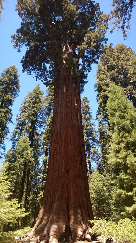 A massive giant sequoia tree towers over surrounding evergreen trees under a clear blue sky in Sequoia National Park.