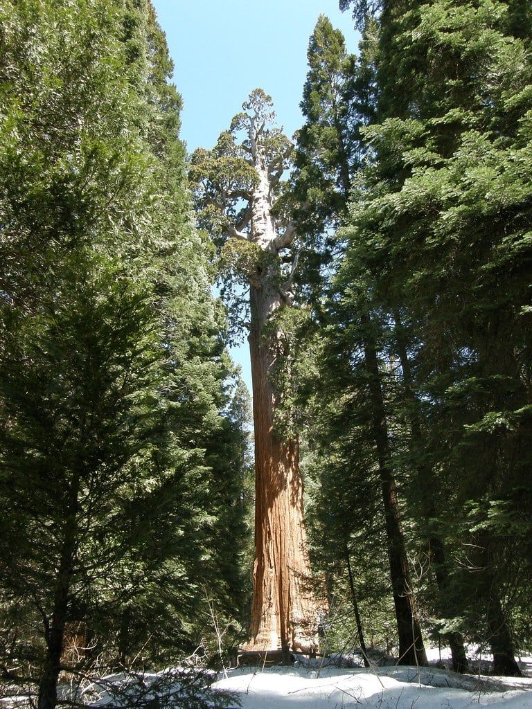 The towering General Grant Tree rises above the surrounding evergreen forest with snow dusting the ground.