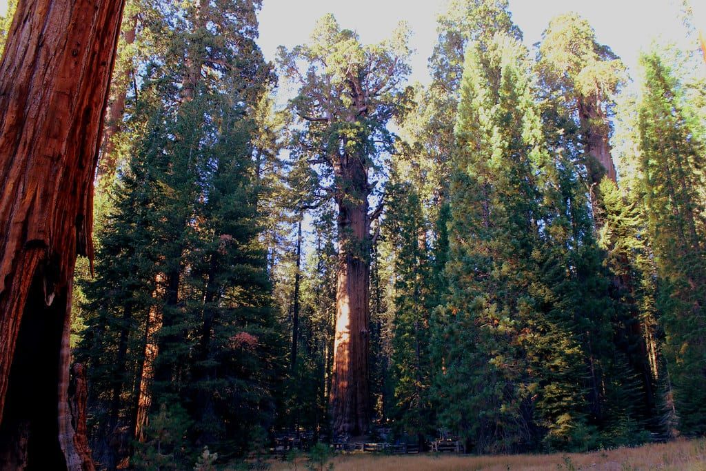 Towering giant sequoias rise above the evergreen forest under a blue sky in Sequoia National Park.