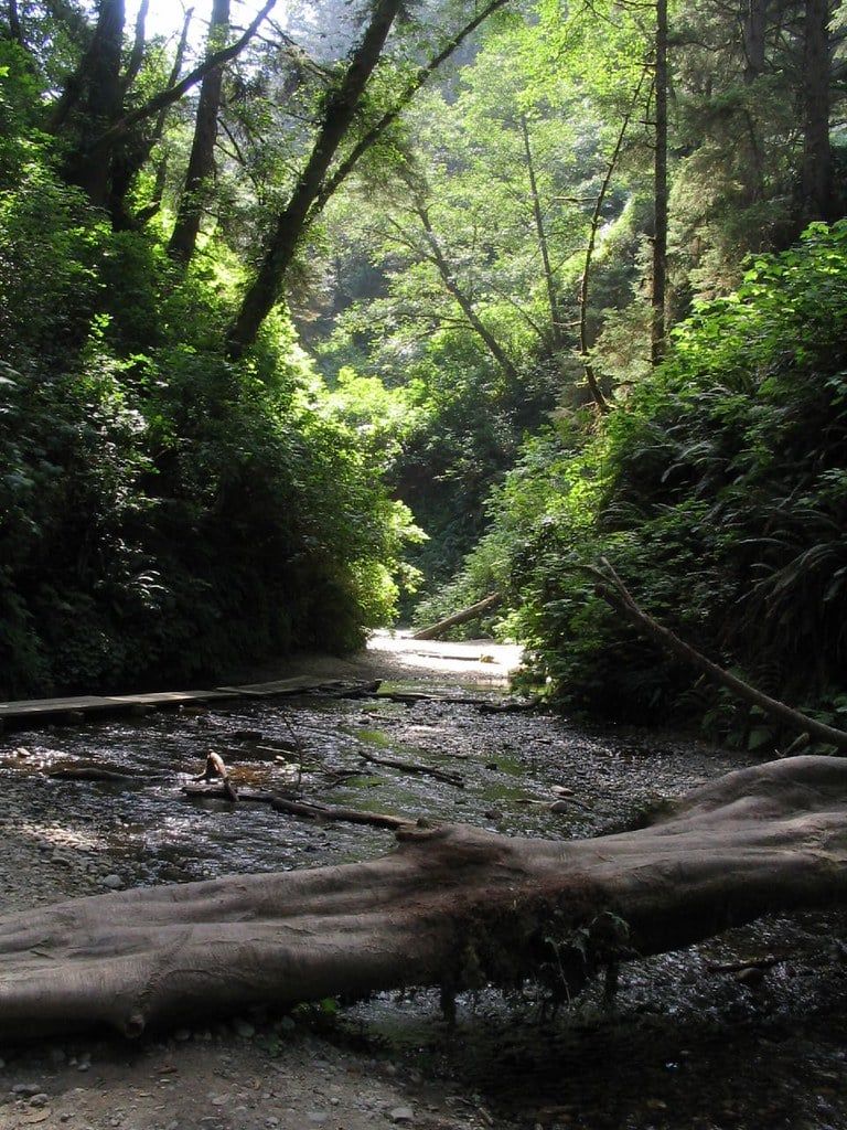 A shallow stream flows past fallen logs between steep, lush fern-covered walls in Fern Canyon at Redwood National and State Parks.
