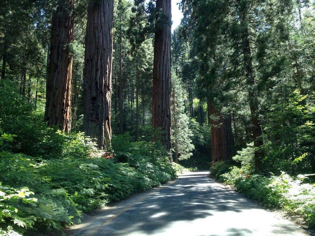 A paved section of the Generals Highway winds through towering giant sequoias and lush greenery in Sequoia National Park.