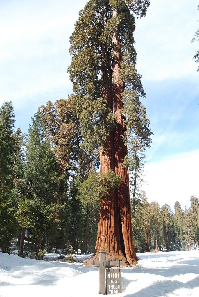A towering giant sequoia rises above snow-covered ground next to a Big Trees Trail sign in Sequoia National Park during winter.