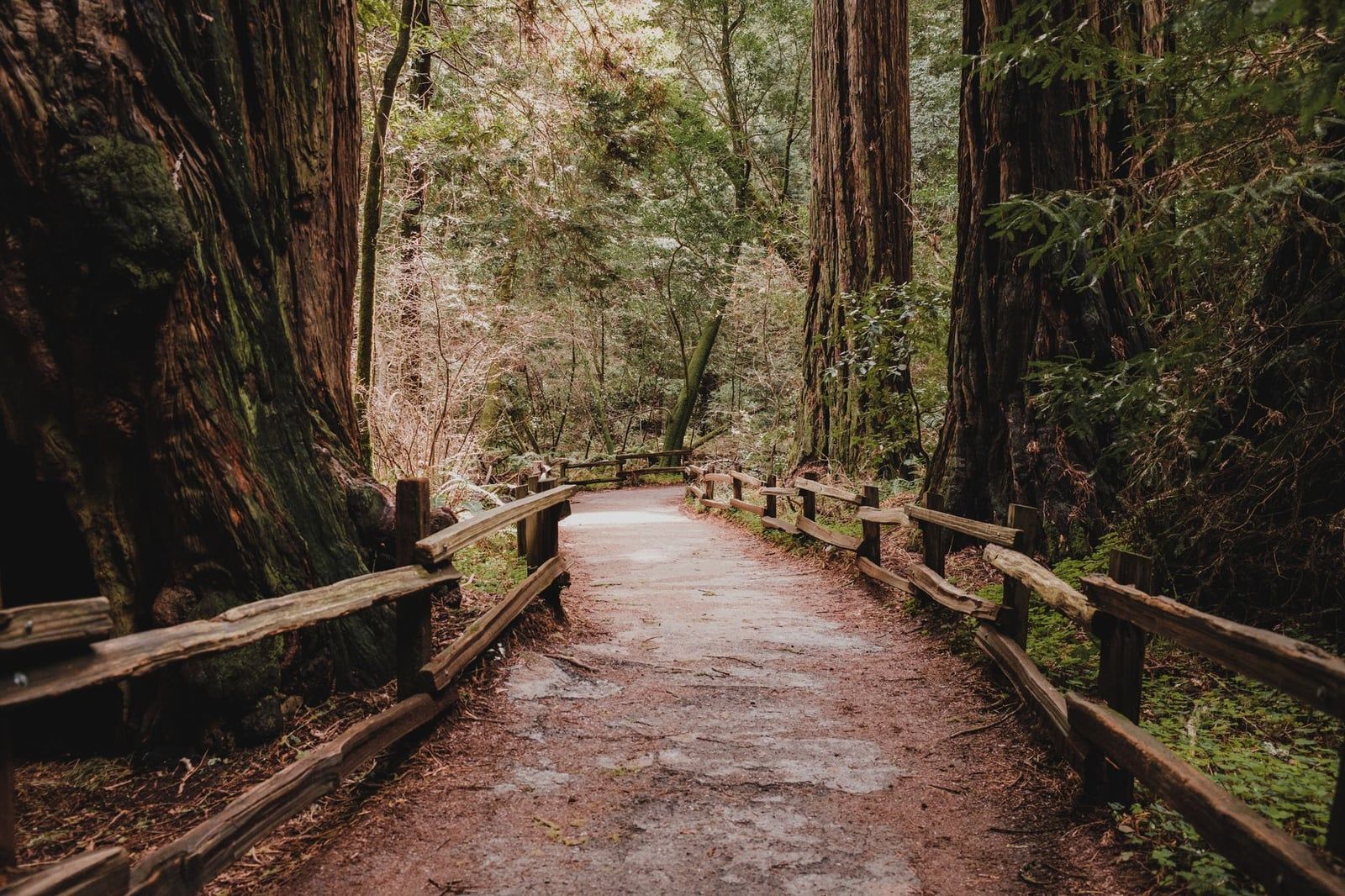 A rustic wooden-fenced path winds among towering coast redwood trees in Muir Woods National Monument, California.