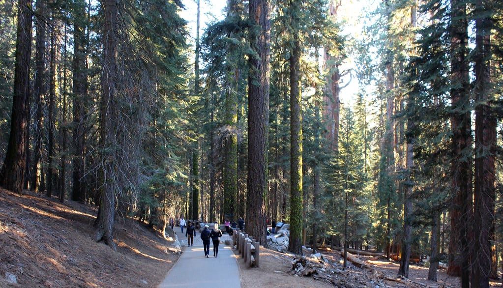 Visitors walk along a paved path winding beneath towering trees in Sequoia National Park.