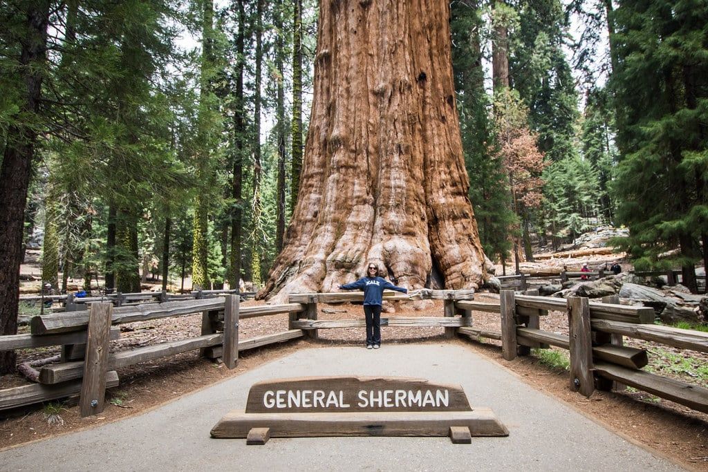 A visitor stands with outstretched arms before the massive trunk of the General Sherman Tree along a viewing path in Sequoia National Park.