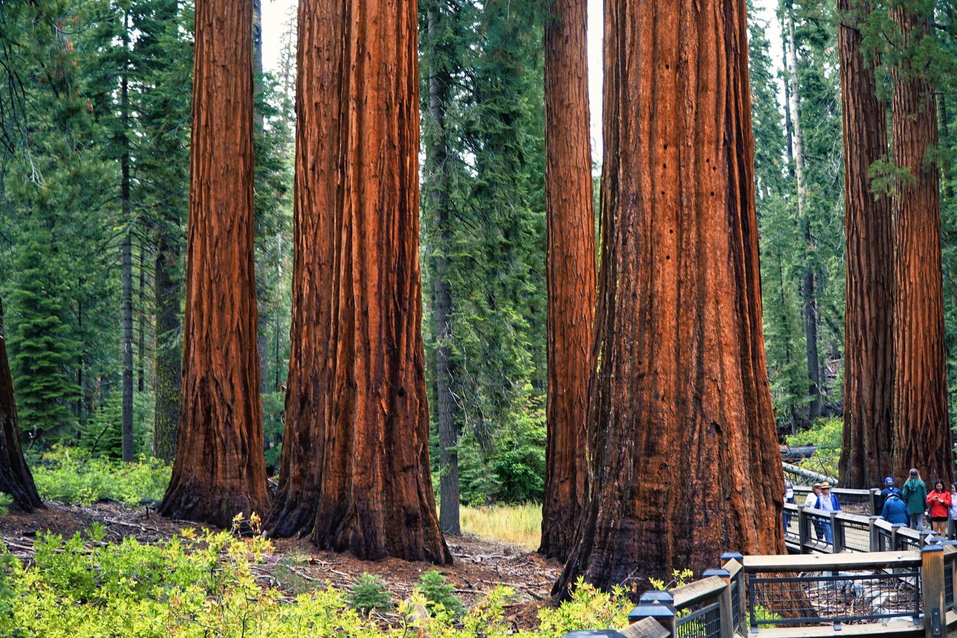 Visitors stroll along a fenced boardwalk beside massive giant sequoia trees in Sequoia National Park.