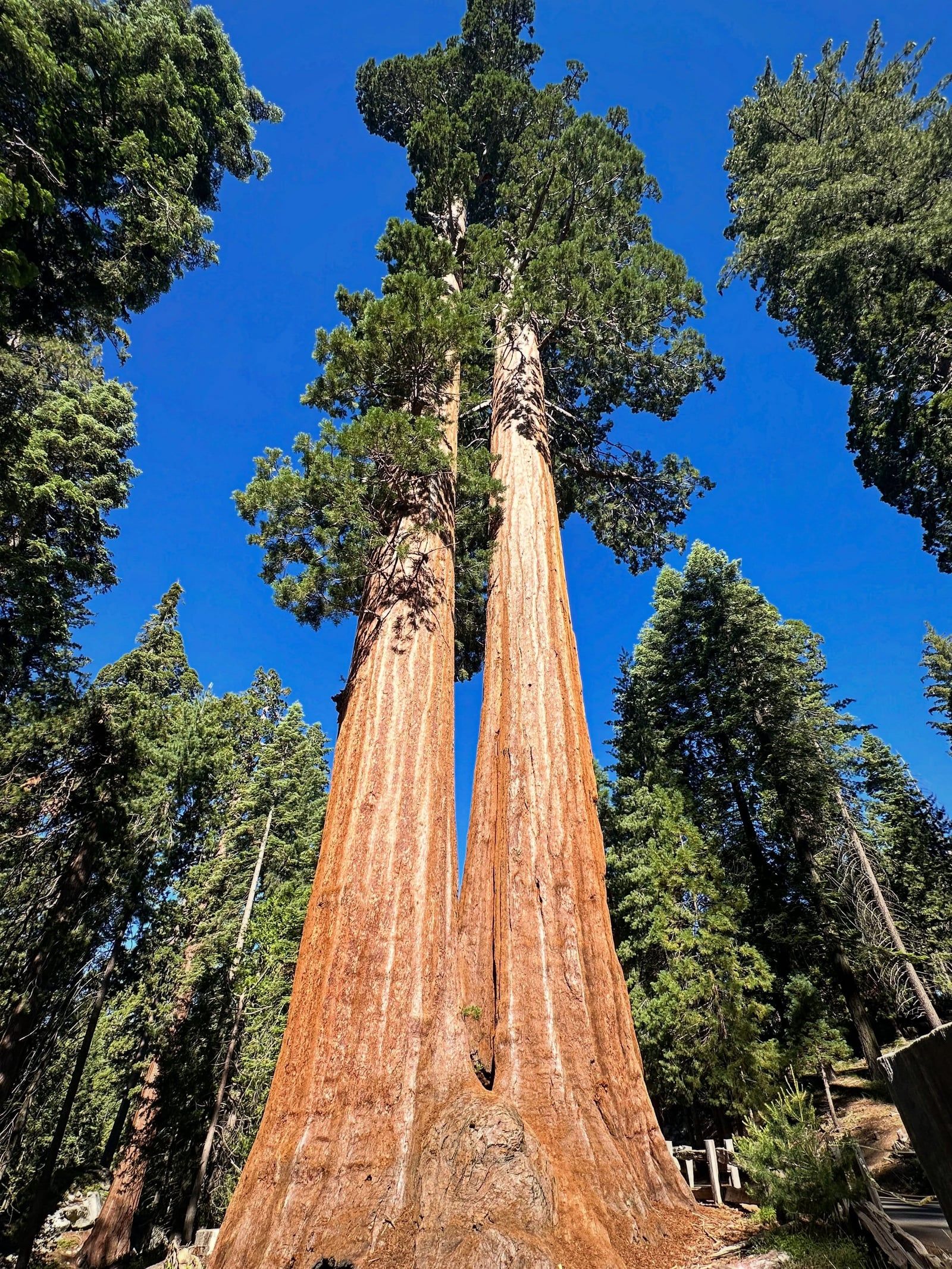 Sequoia-Nationalpark Ansicht