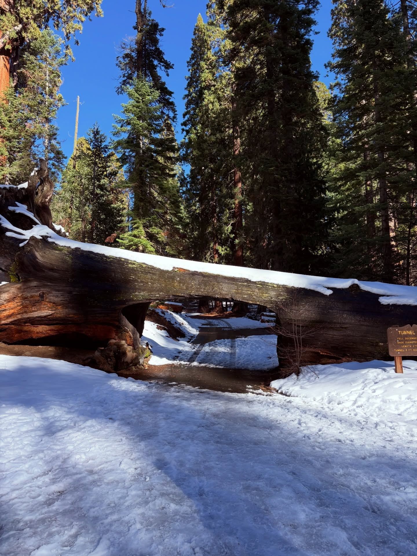 Sequoia-Nationalpark Ansicht
