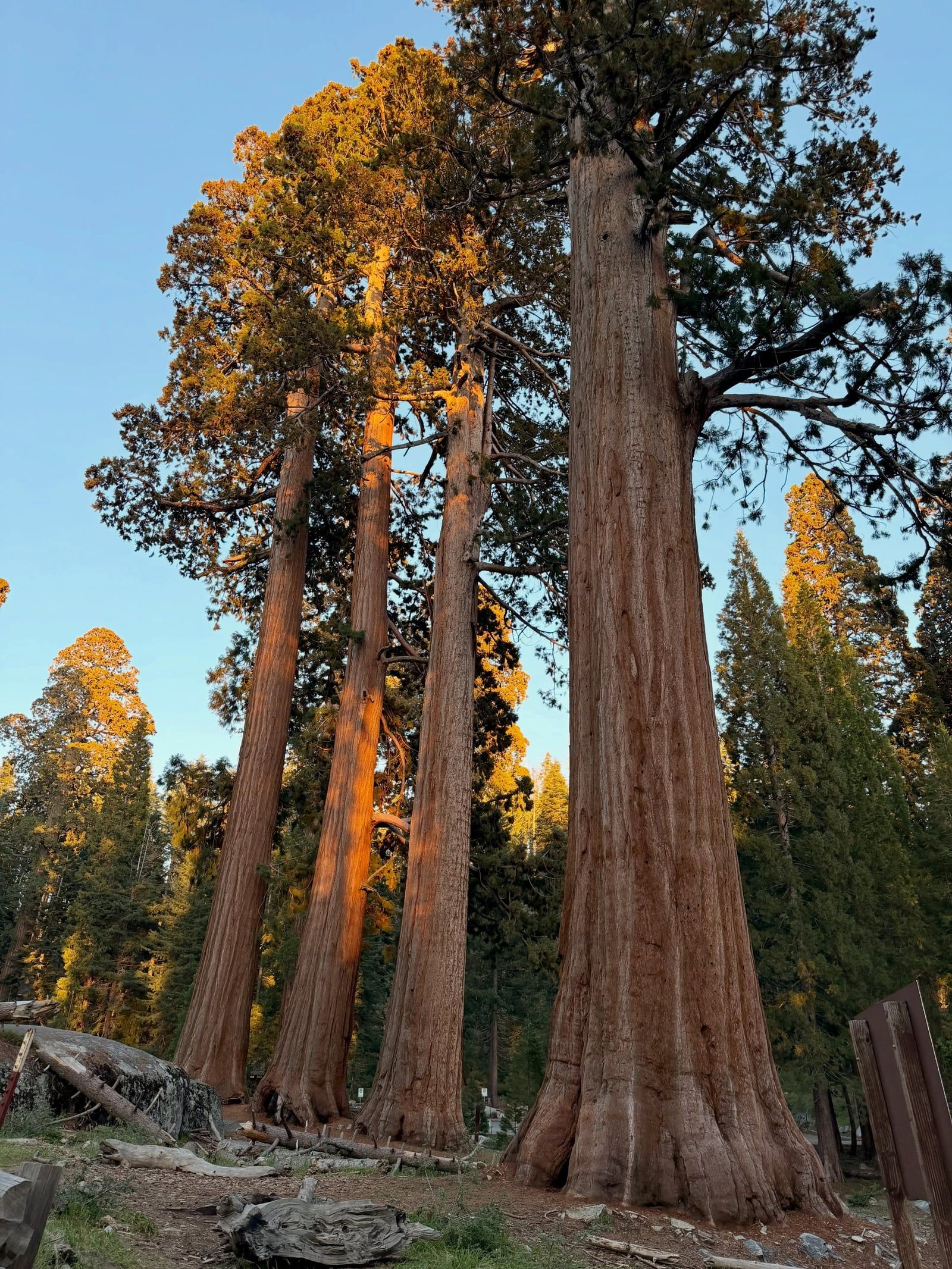 Sequoia-Nationalpark Ansicht