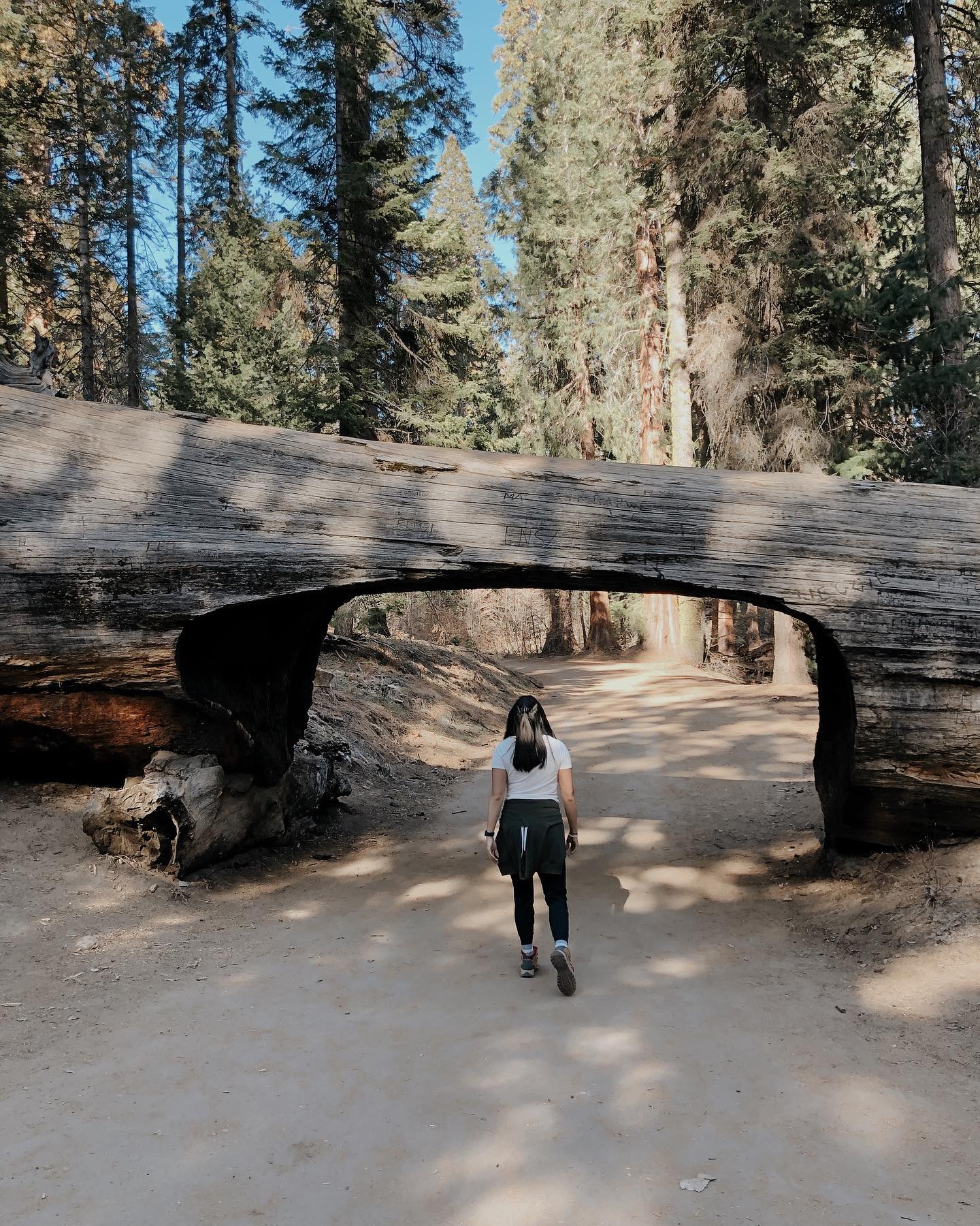 Sequoia National Park tour visitor photo