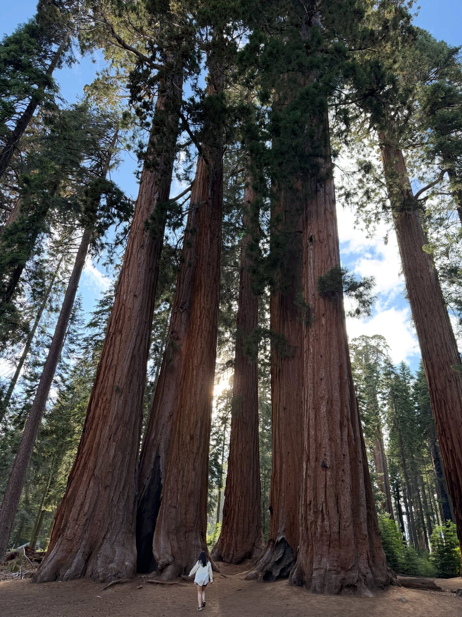 Sequoia National Park tour visitor photo