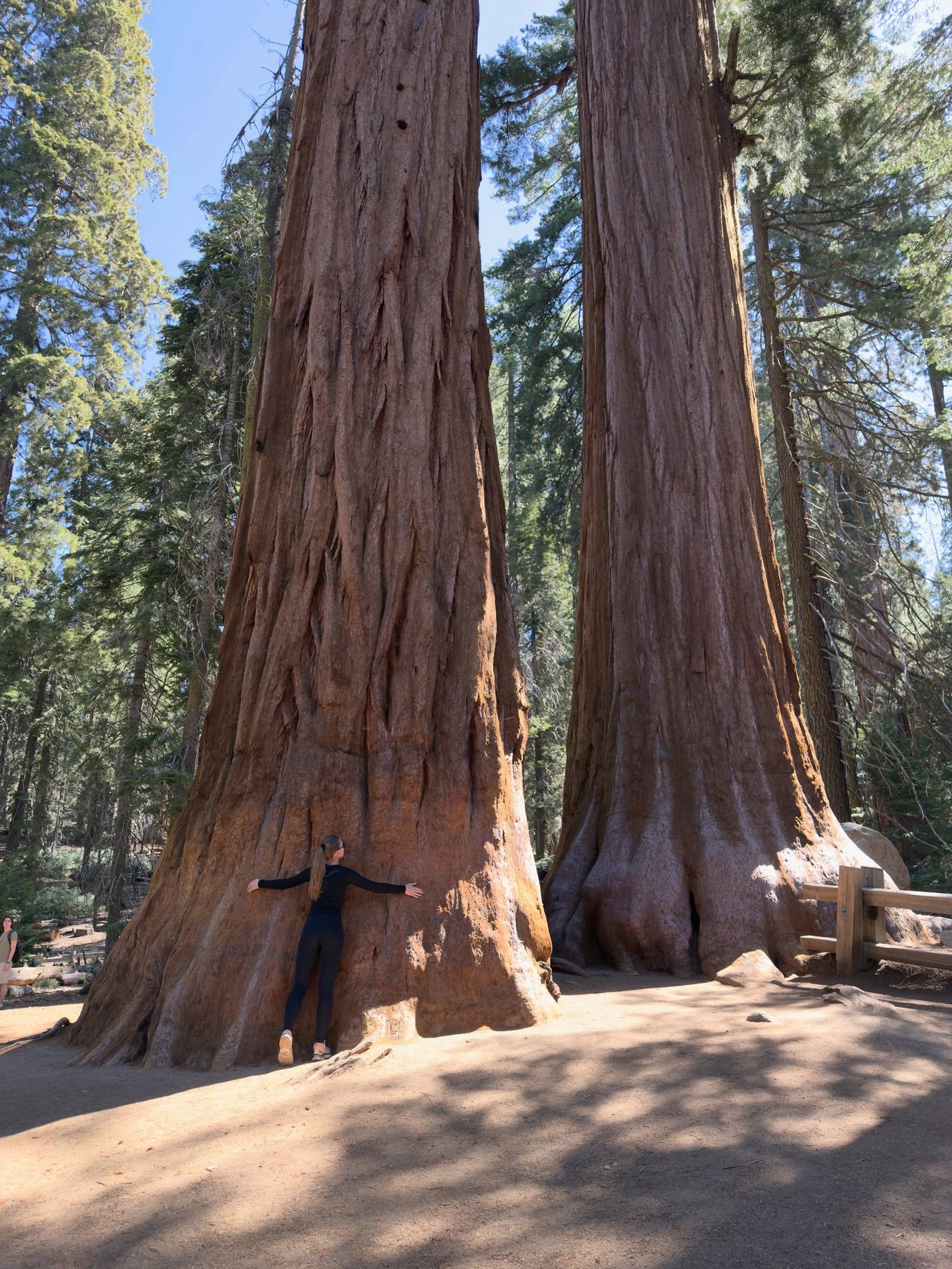 Sequoia National Park tour visitor photo