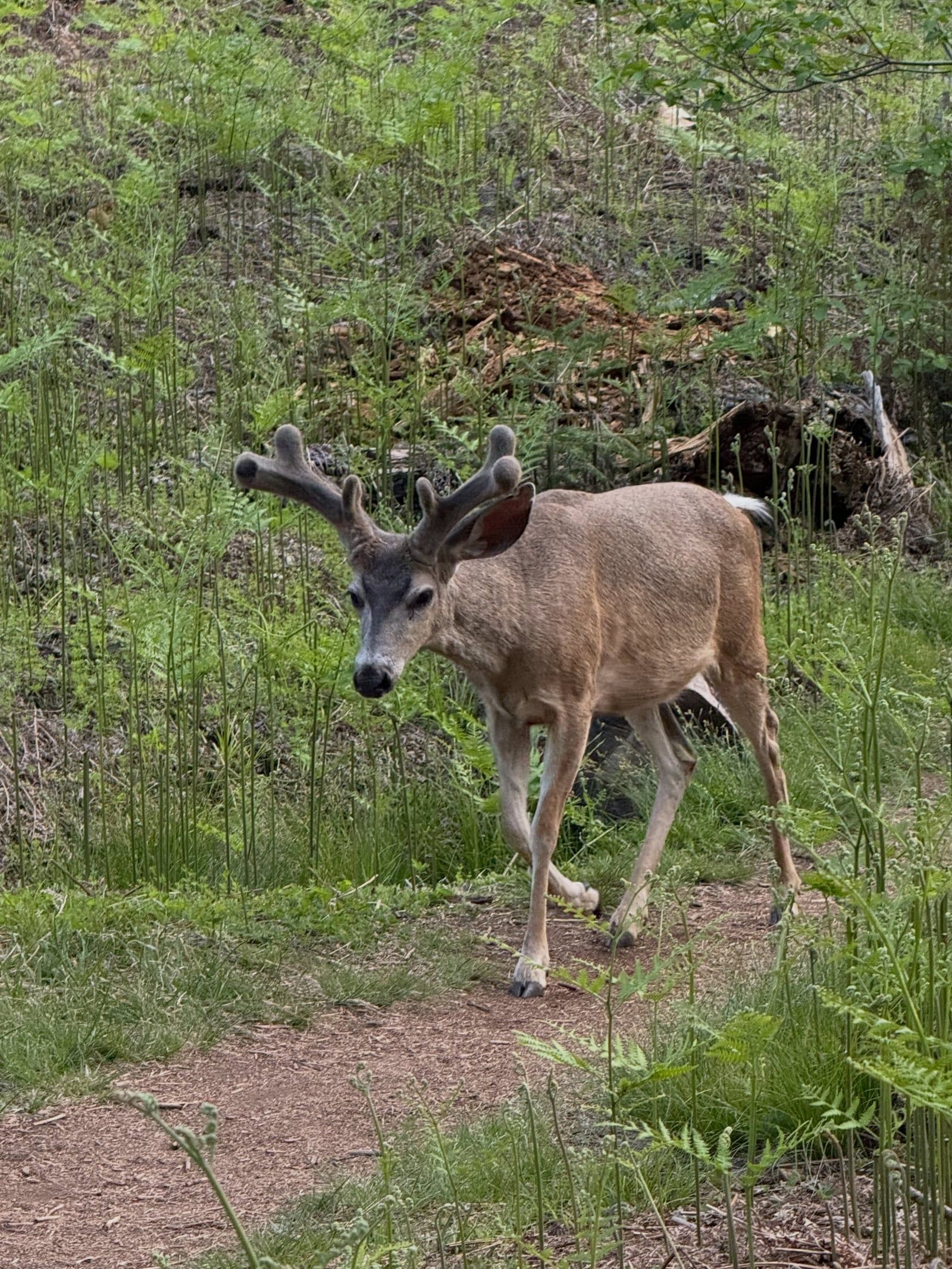 Sequoia National Park tour visitor photo