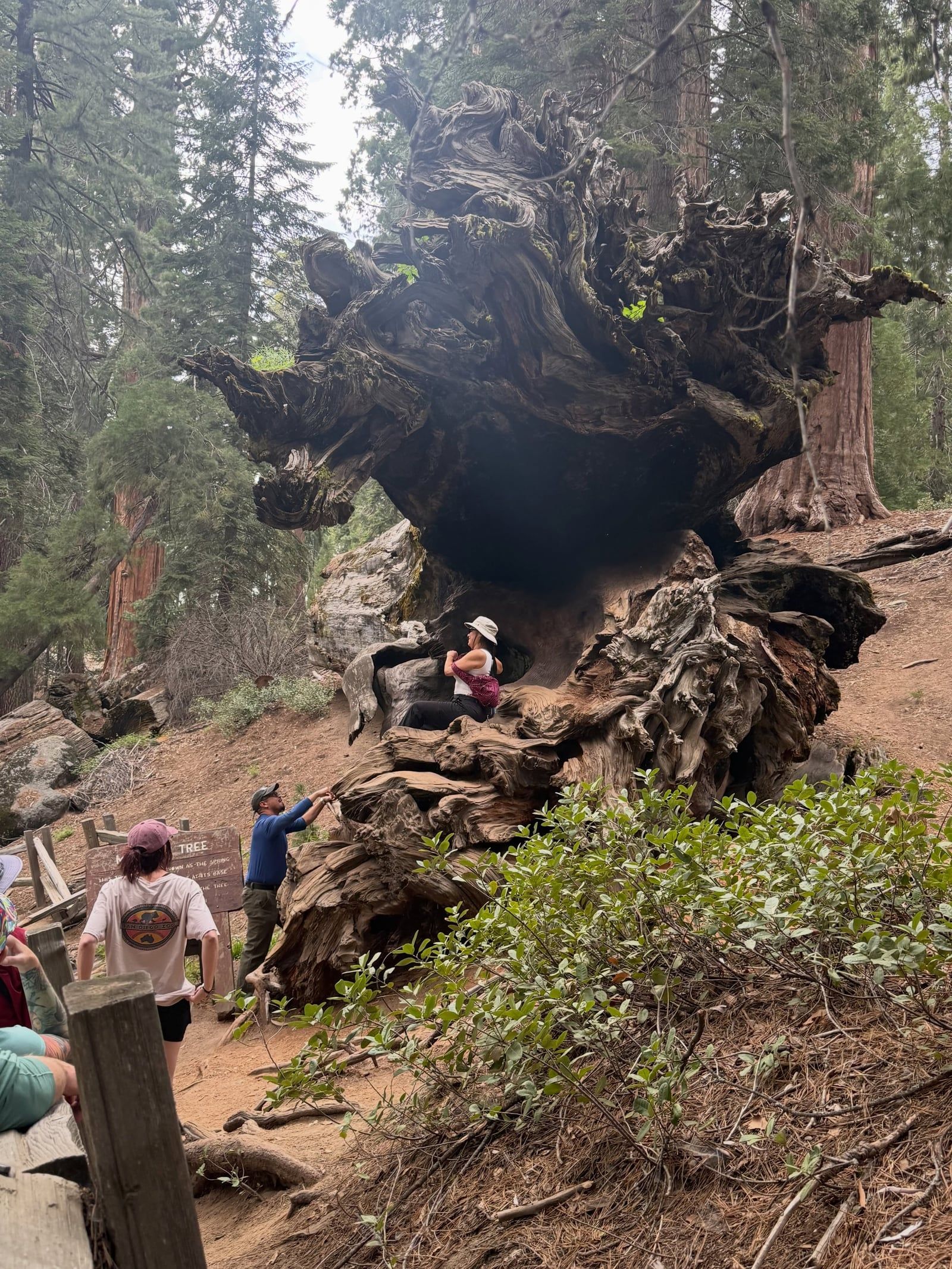 Sequoia National Park tour visitor photo